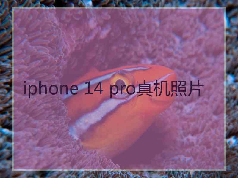 iphone 14 pro真机照片