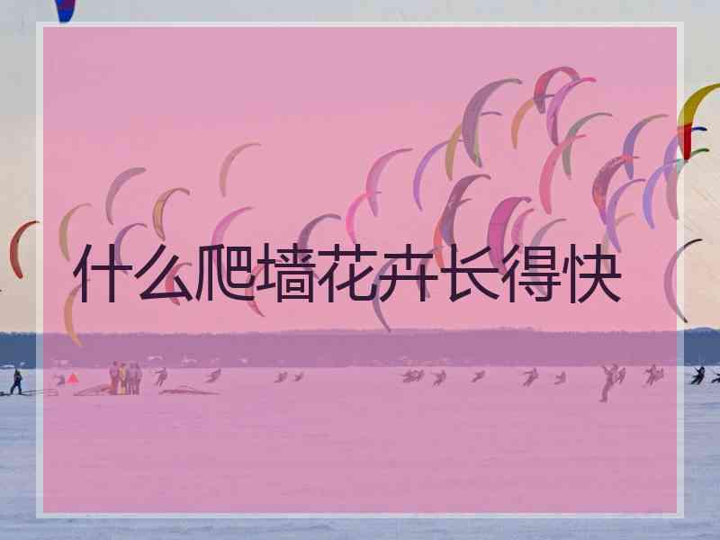 什么爬墙花卉长得快