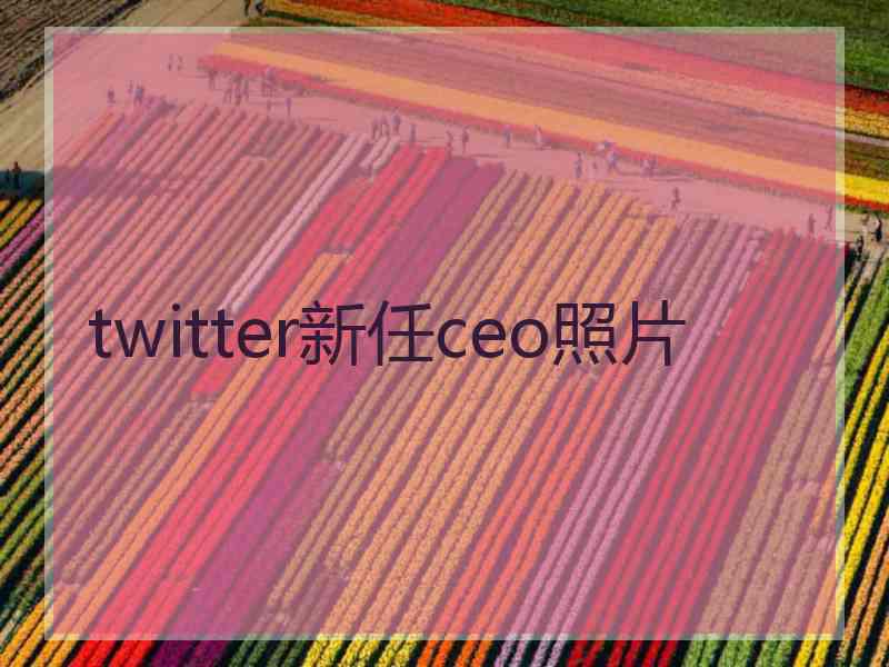 twitter新任ceo照片