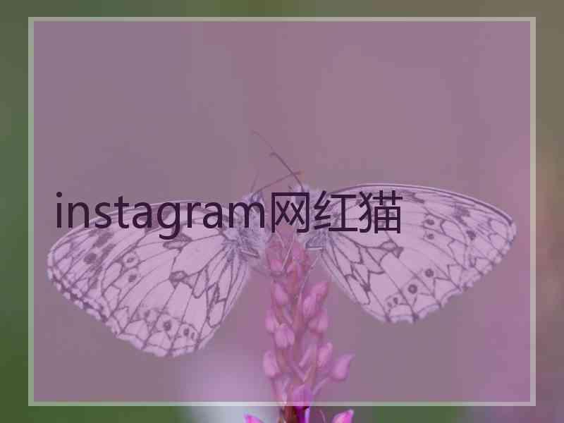 instagram网红猫