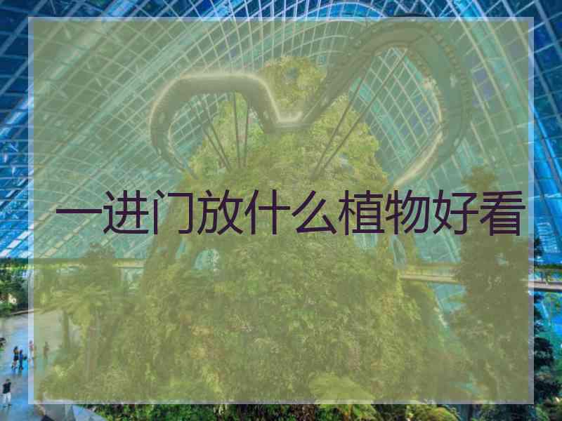 一进门放什么植物好看