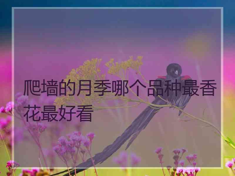 爬墙的月季哪个品种最香花最好看