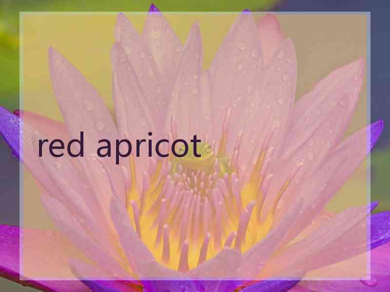 red apricot