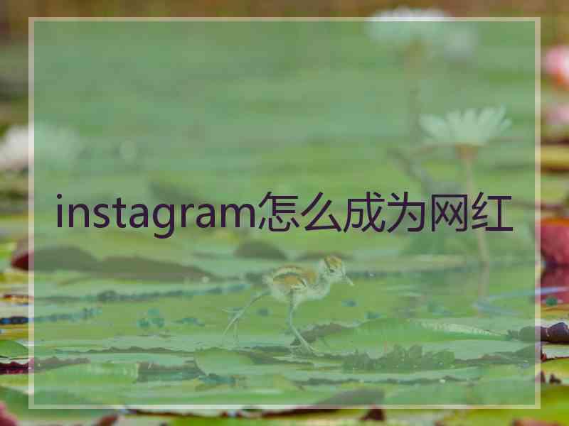 instagram怎么成为网红