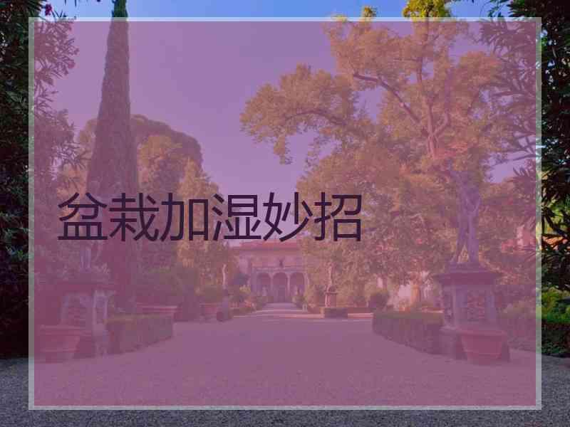 盆栽加湿妙招