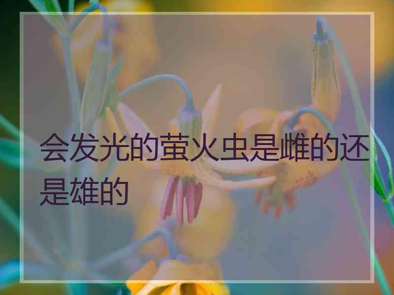 会发光的萤火虫是雌的还是雄的