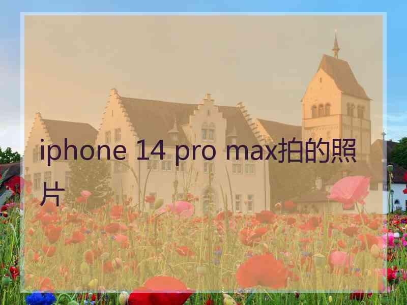 iphone 14 pro max拍的照片