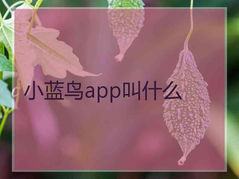 小蓝鸟app叫什么