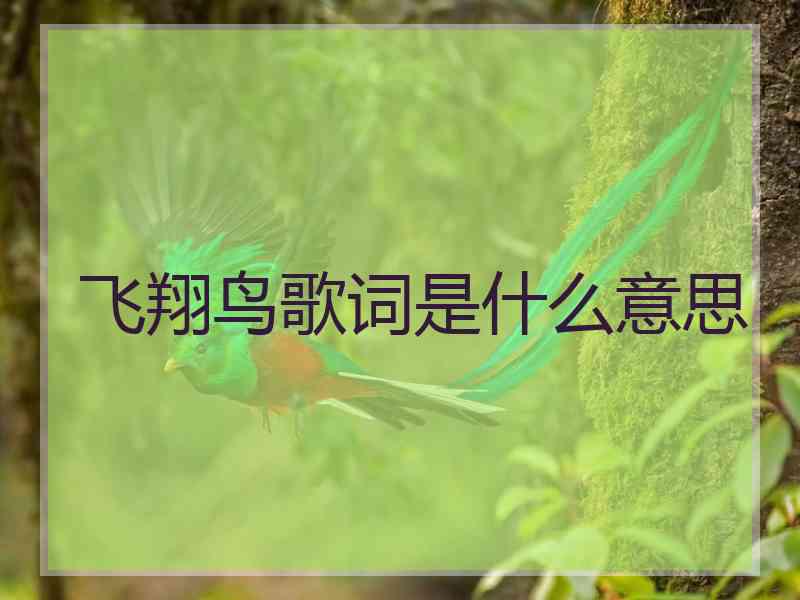 飞翔鸟歌词是什么意思