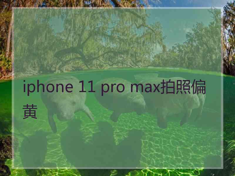 iphone 11 pro max拍照偏黄