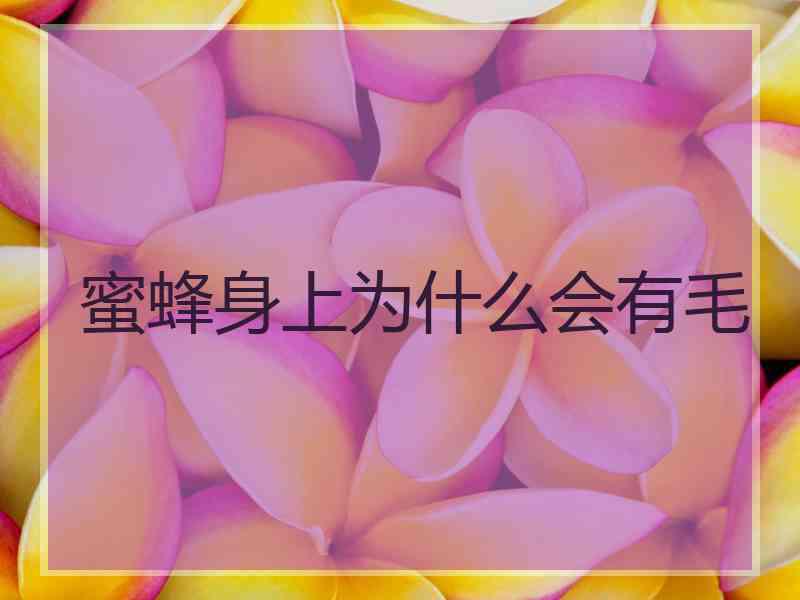 蜜蜂身上为什么会有毛