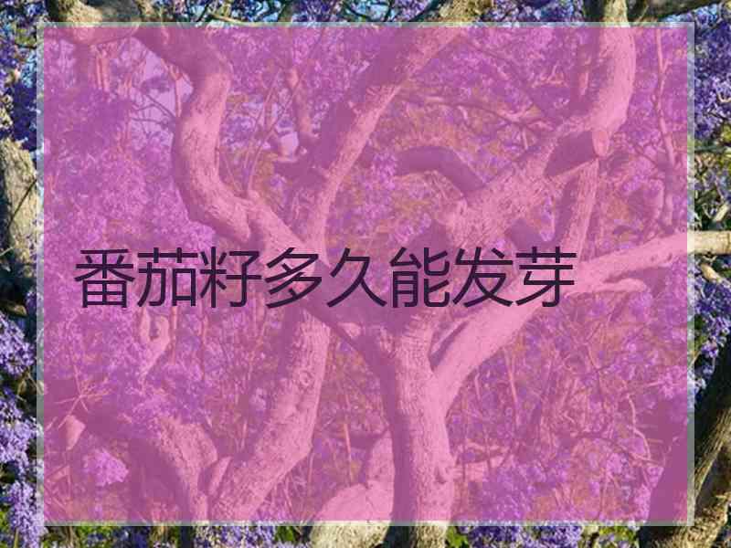 番茄籽多久能发芽