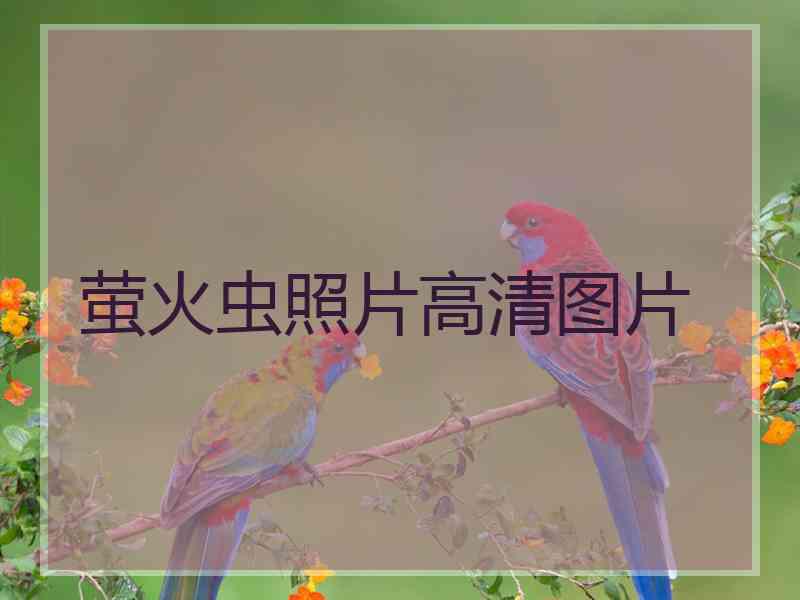 萤火虫照片高清图片