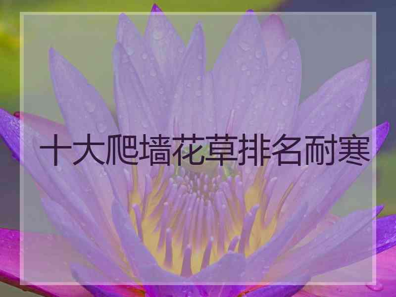 十大爬墙花草排名耐寒