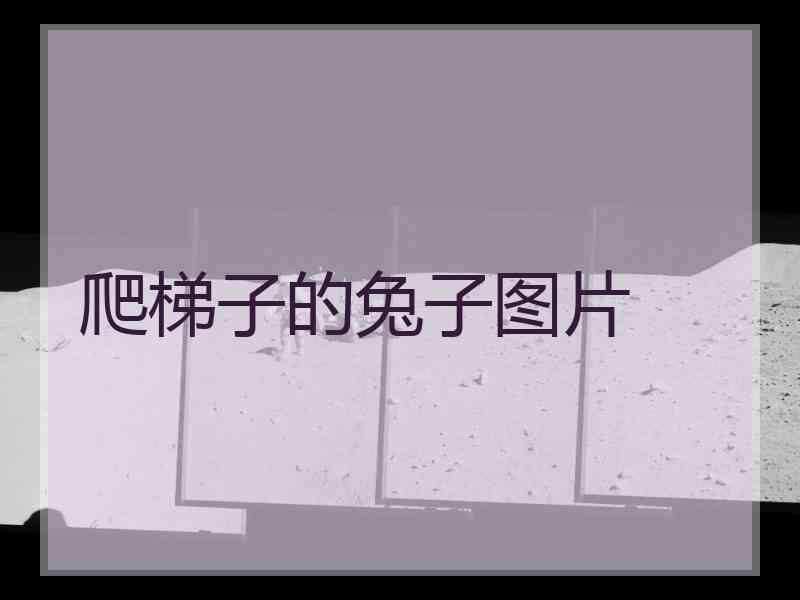 爬梯子的兔子图片