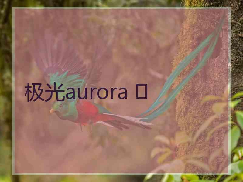 极光aurora ✨