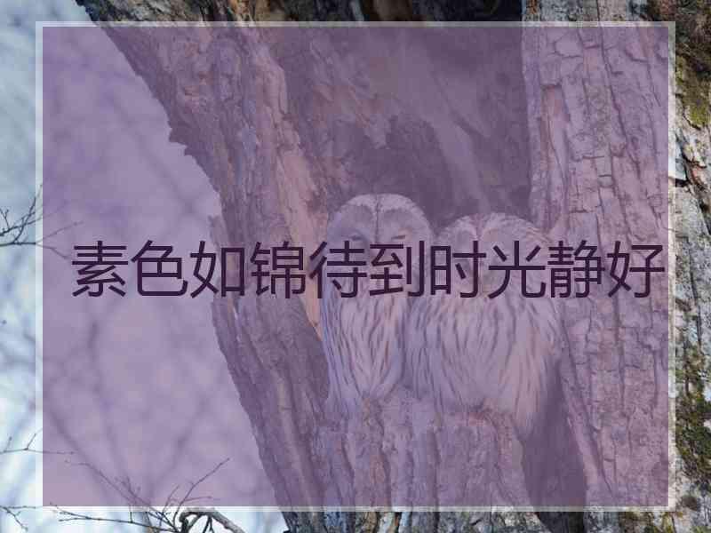 素色如锦待到时光静好