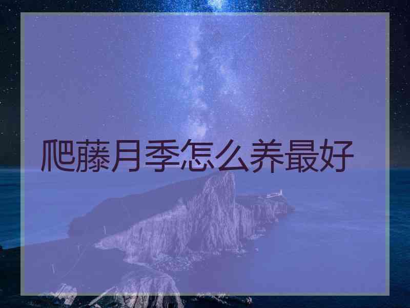 爬藤月季怎么养最好