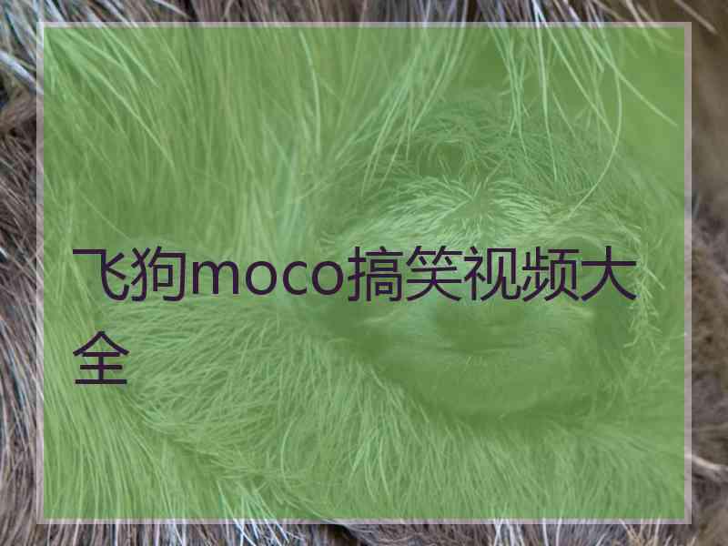 飞狗moco搞笑视频大全