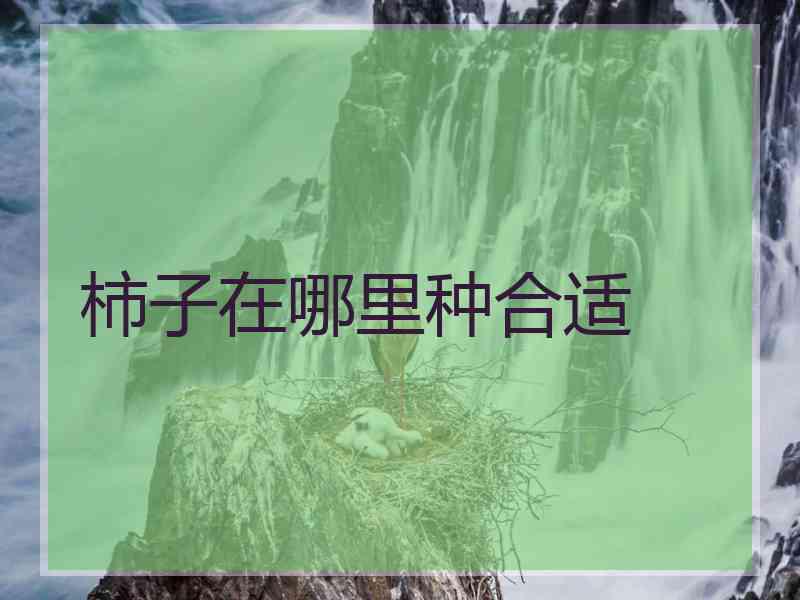 柿子在哪里种合适