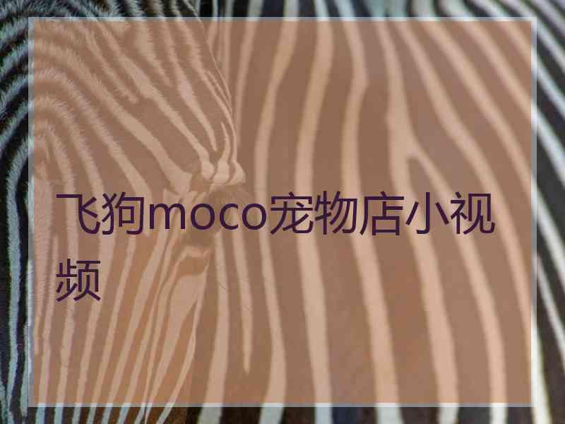 飞狗moco宠物店小视频