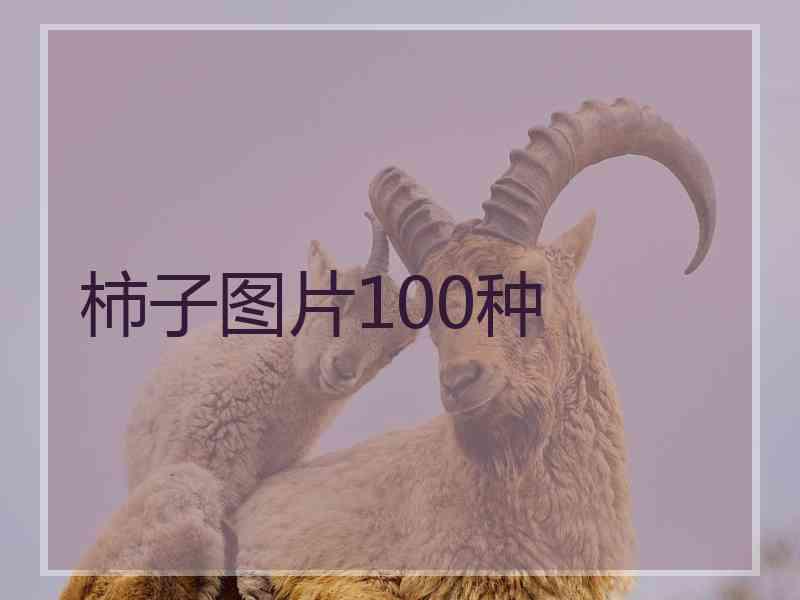 柿子图片100种