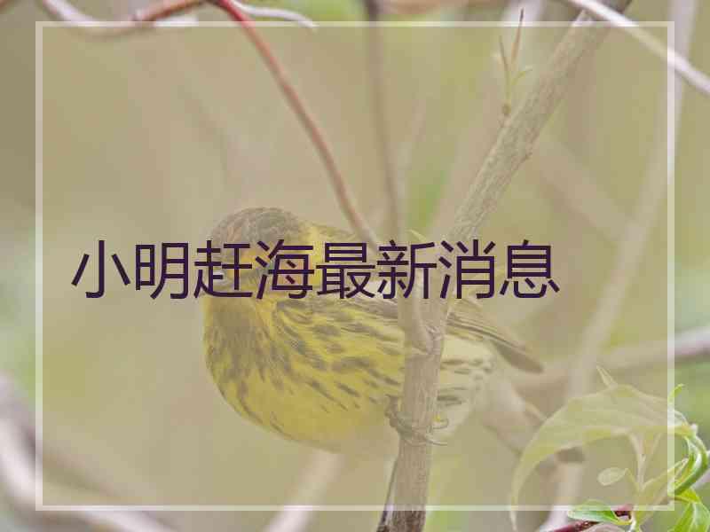 小明赶海最新消息