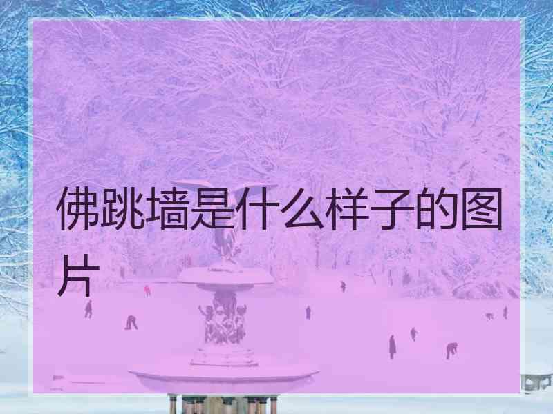 佛跳墙是什么样子的图片